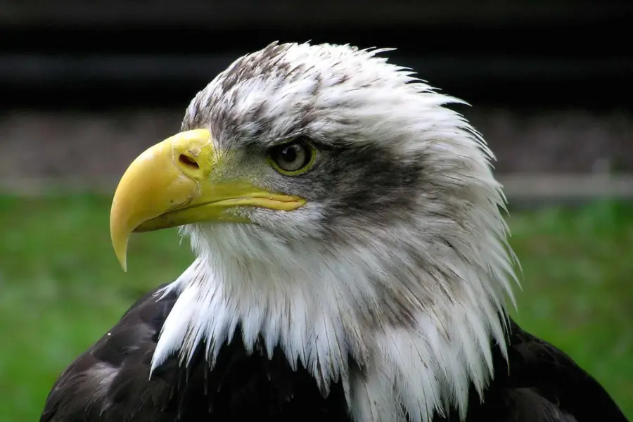 Roofvogelshow duinoord recreatieprogramma