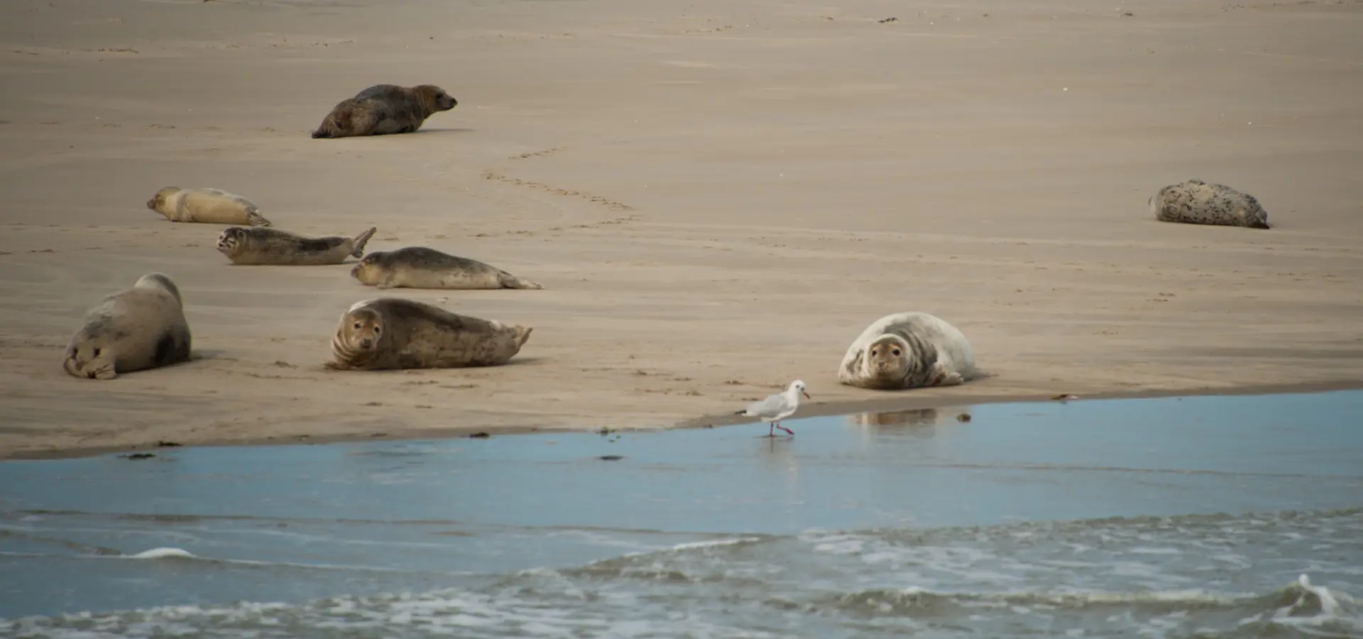Zeehonden wad ameland
