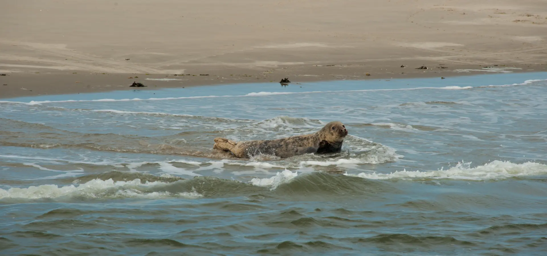 Zeehond zee ameland
