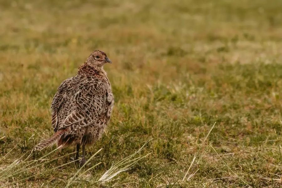 Fazant duinoord duinen