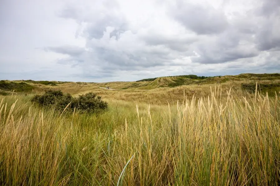 Duinen natuur