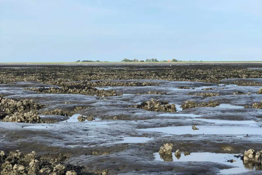 Wadlopen ameland wad