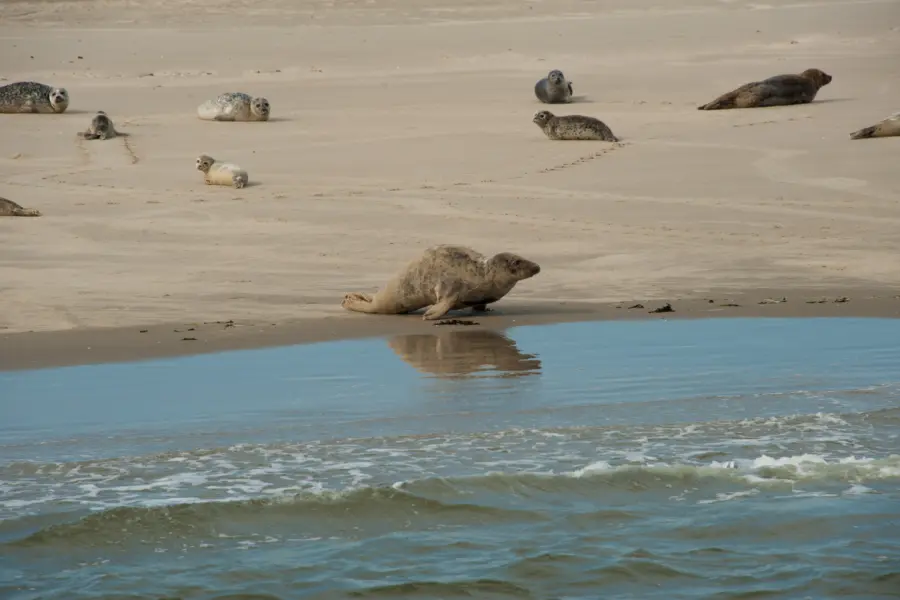 Zeehonden spotten Ameland