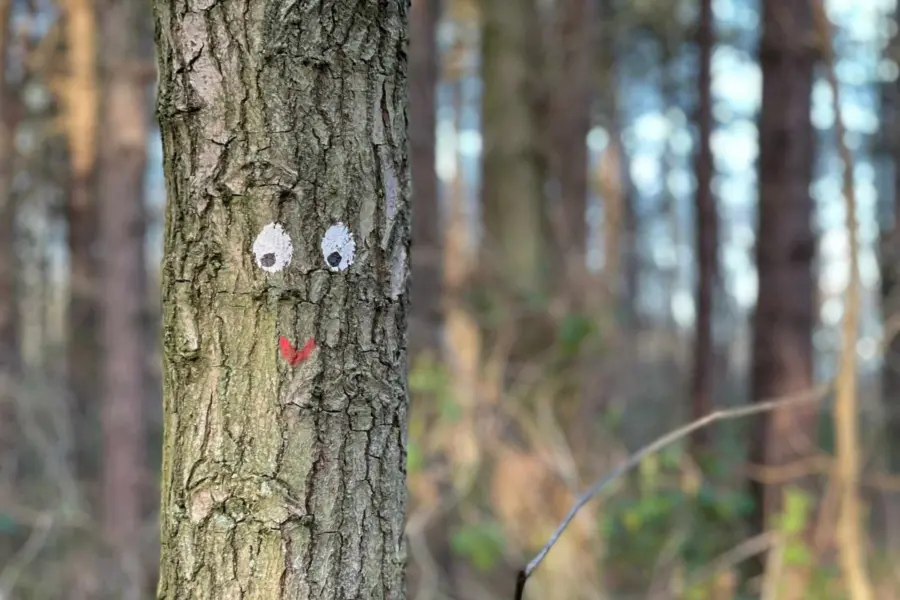 Gezicht boom krumeltjesspoor bos ameland